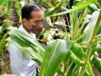 Harga Jagung dan Gabah Siap-Siap Naik menjadi Segini