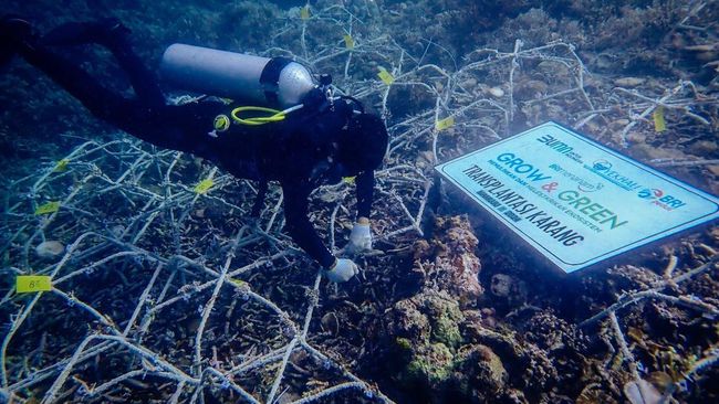 BRI Menghadapi Perubahan Iklim Dengan Pendekatan Ini Pada Hari Lingkungan Hidup