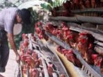 Peternak Ayam Mandiri Menghadapi Kejadian Aneh, Harus Menjual Ayamnya Dengan Rugi Setiap Hari