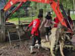 Petani di Negara Tetangga RI Memusnahkan 125 Buaya Langka karena Alasan Ini