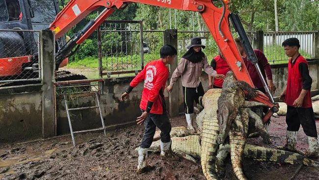 Petani di Negara Tetangga RI Memusnahkan 125 Buaya Langka karena Alasan Ini