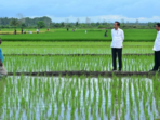 Aktivis Papua Mendorong Penghentian Proyek Sawah Satu Juta Hektar di Merauke