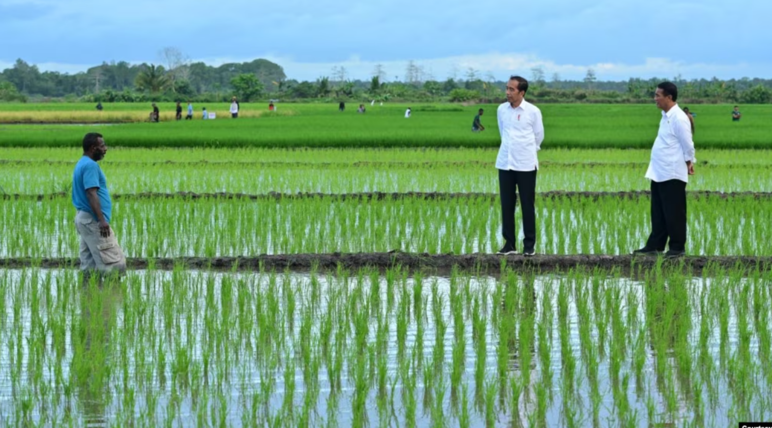 Aktivis Papua Mendorong Penghentian Proyek Sawah Satu Juta Hektar di Merauke