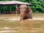 Evakuasi Ratusan Gajah Akibat Banjir Bandang di Thailand