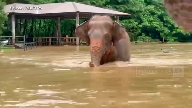 Evakuasi Ratusan Gajah Akibat Banjir Bandang di Thailand