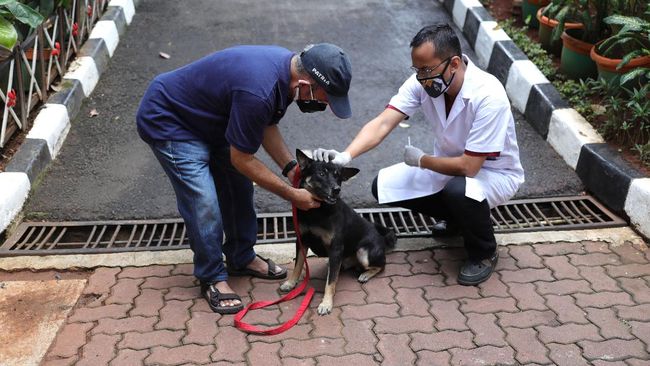vaksin-rabies-untuk-hewan-peliharaan-cnbc-indonesiatri-susilo_169.jpeg